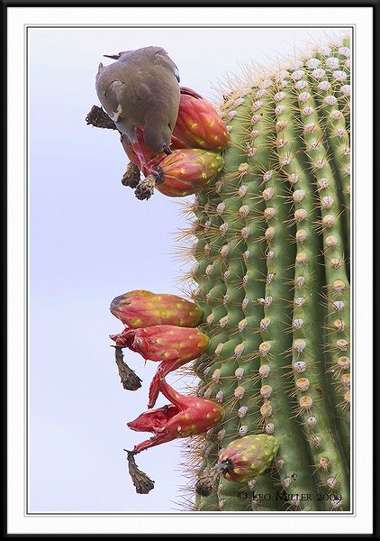 PC-_J3W0764CC framed.jpg