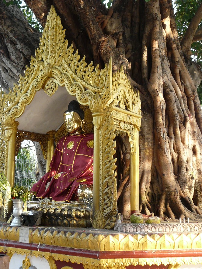 Banyan Tree Buddha
