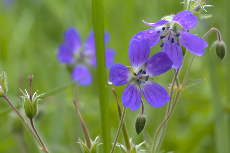 Geranium sylvaticum L./Midsommarblomster