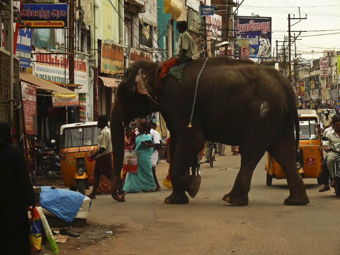 Elephant in the streets of Trichy.jpg