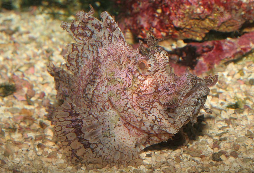 Weedy Scorpionfish