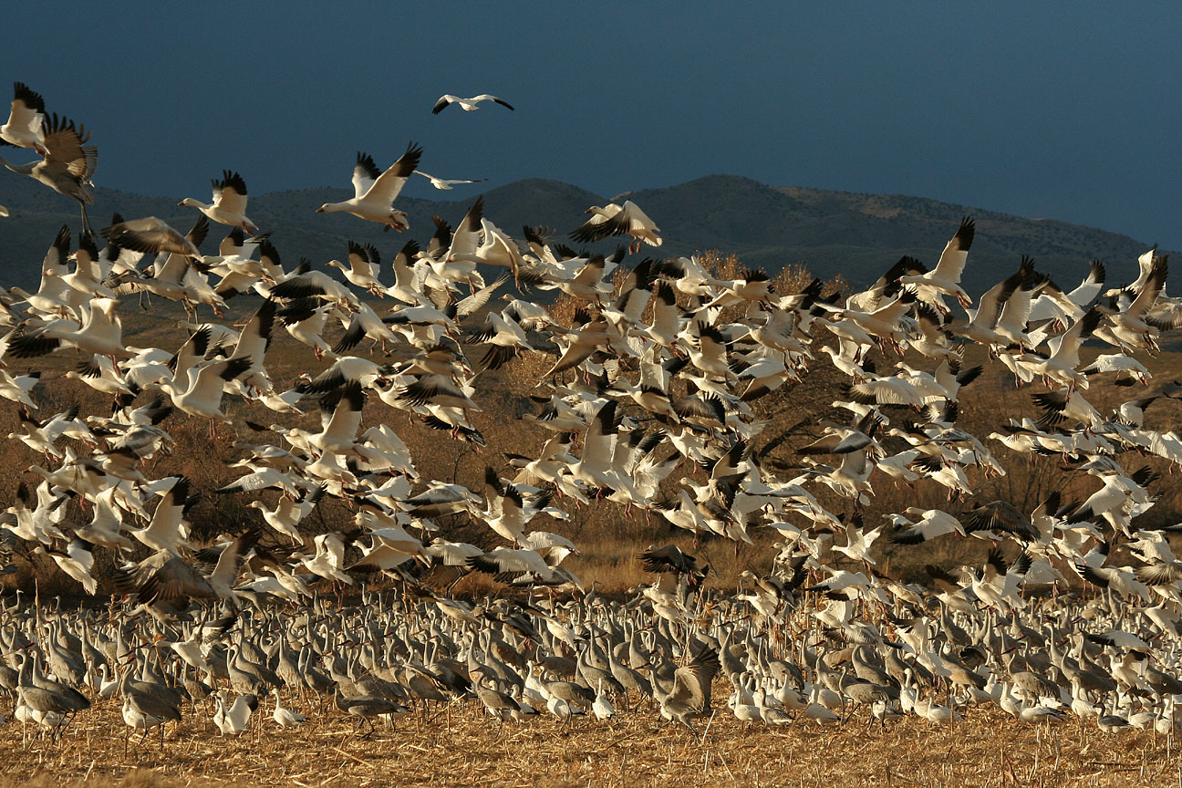 Snowgeese Fly By