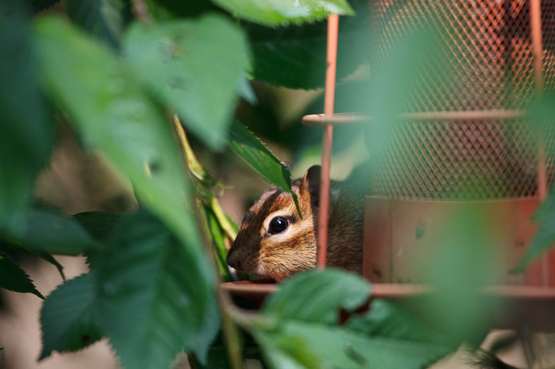 20100627-7052-Chipmunk-2.jpg