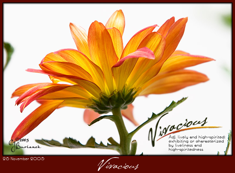 28Nov05 Vivacious - 7652