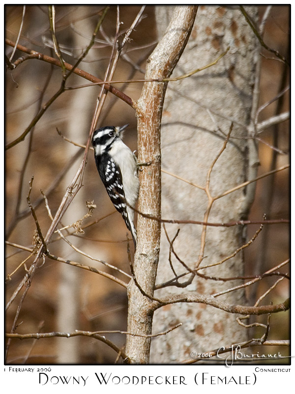 01Feb06 Downy Woodpecker - 9977