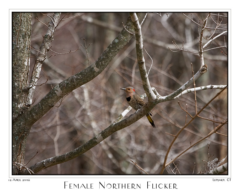 12April06 Female Northern Flicker - 10718