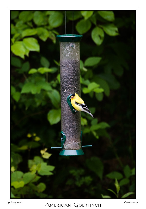 31May06 American Goldfinch - 11313