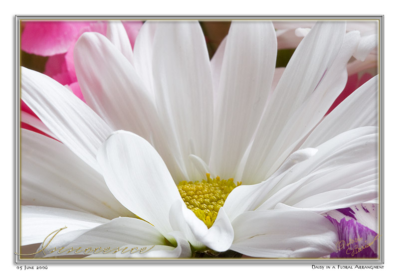 05Jun06 Innocence - 11475