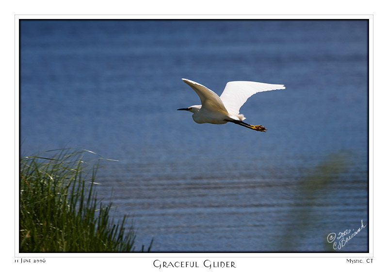 11Jun06 Graceful Glider - 11634