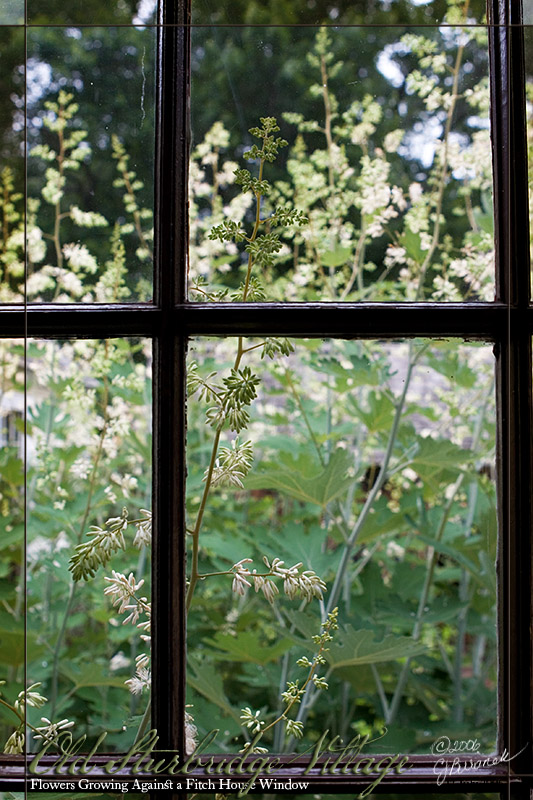 12July06 Flowers Growing Against a Fitch House Window - 12299