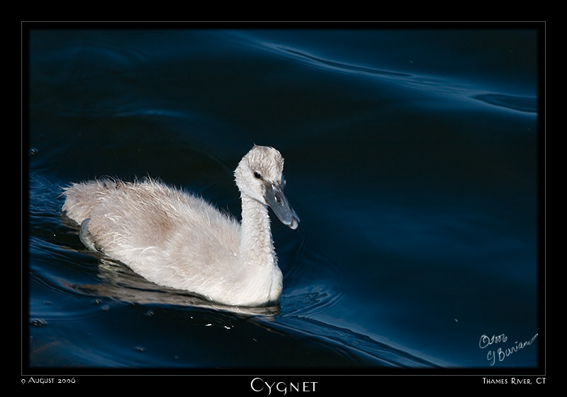 09Aug06 Cygnet - 13227