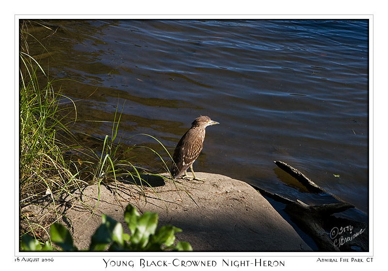 18Aug06 Black-Crowned Night-Heron - 13317