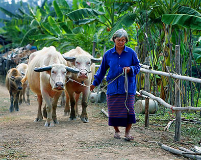 Thailife0051-14529.jpg