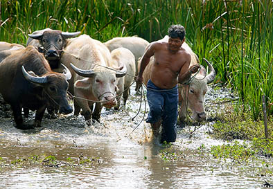 Thailife0070-14548.jpg