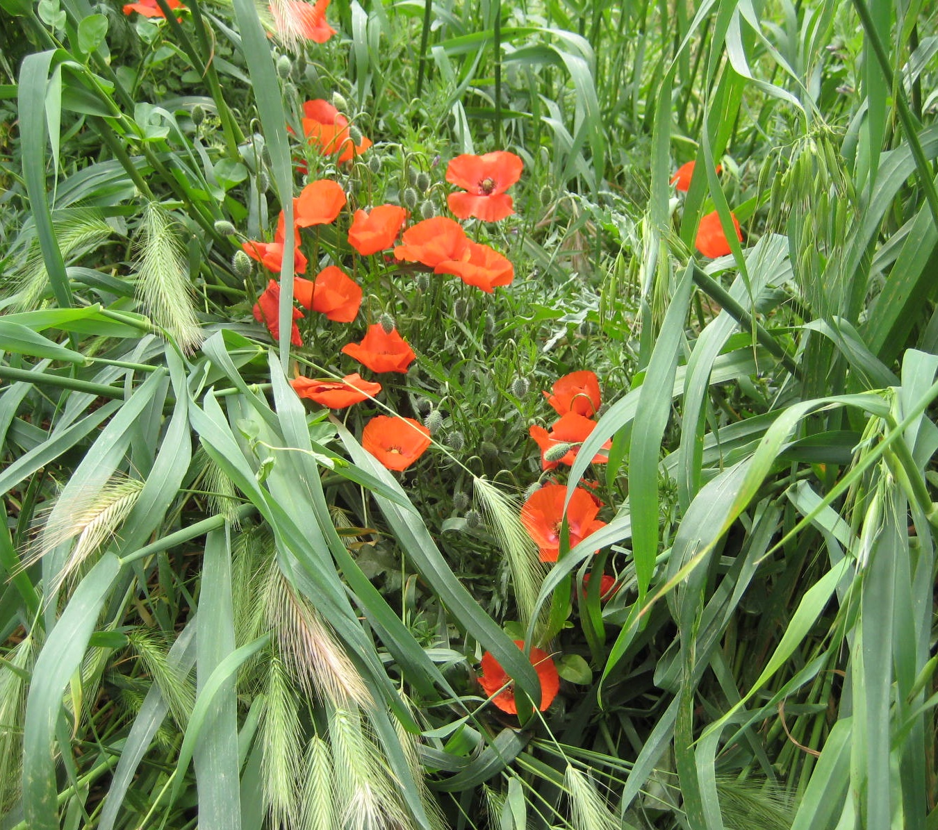 poppies near san gimignano (G)