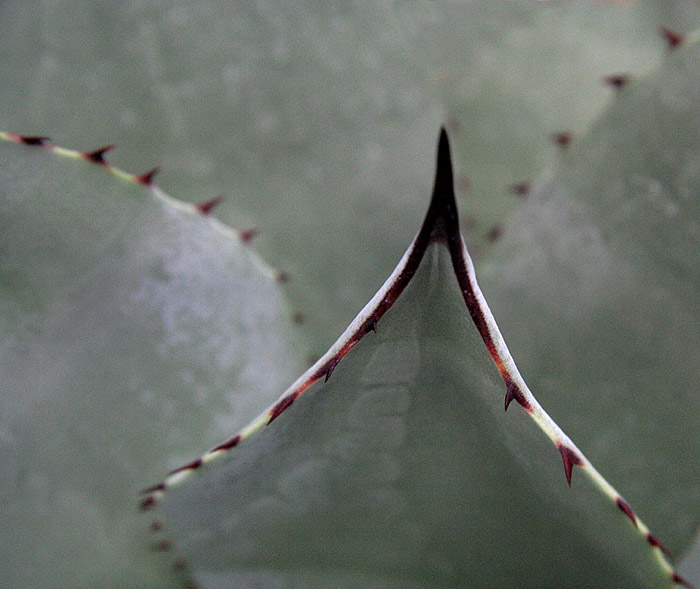 Pointy