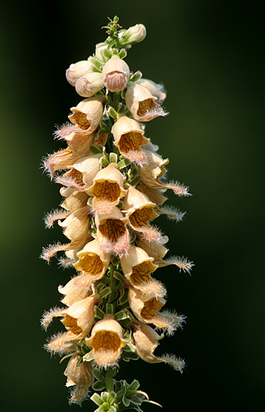 Flowers Closer