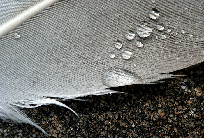 Feather
