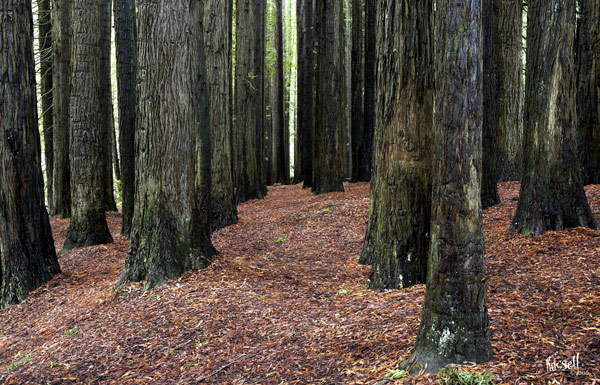 Redwoods - The Otways