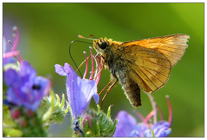 Large Skipper - Dickkopffalter