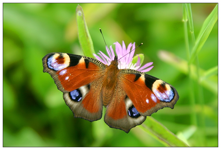 Peackock Butterfly - Tagpfauenauge