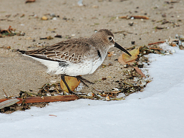 This Dunlin is a late visitor to Lake Ontario