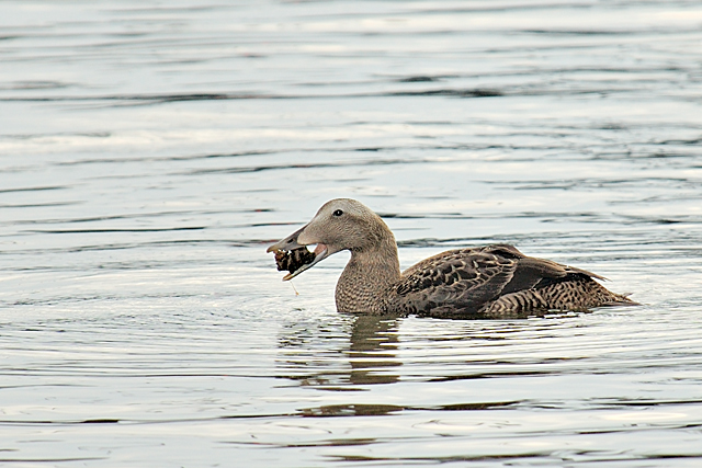 Female Common Eider with Fresh Water Clam