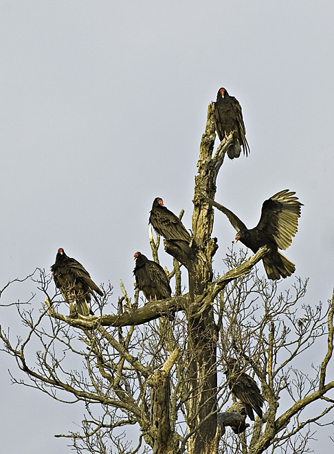 Turkey Vulture Party
