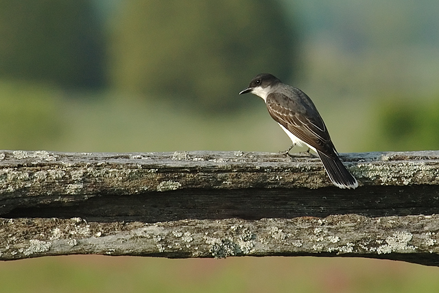 Kingbird Watching