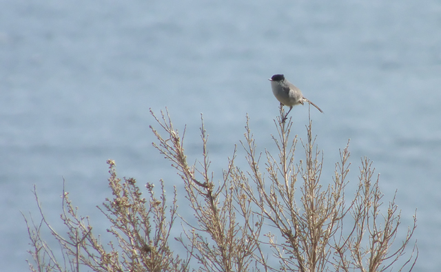 california gnatcatcher ocean shores