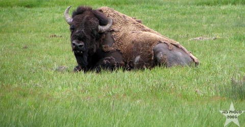 Bison