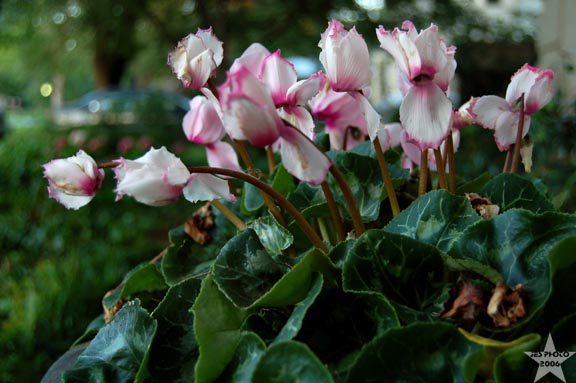 Yard Flowers 1