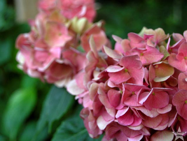 Yard Flowers 4