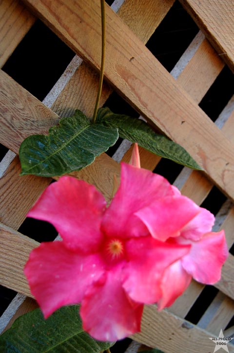 Yard Flowers 9
