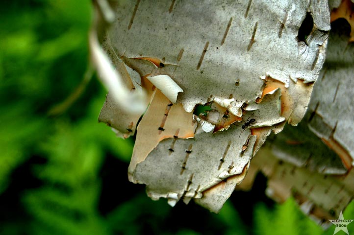 Ant/ Birchbark 1