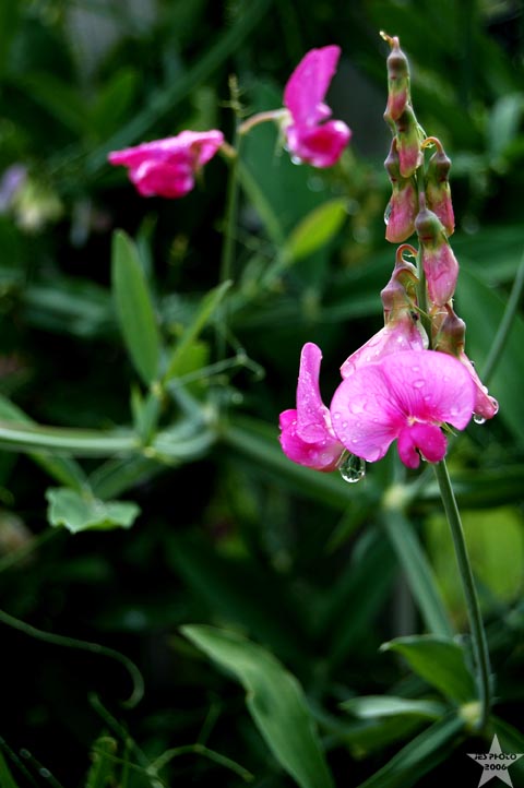 Vermont Flowers 1