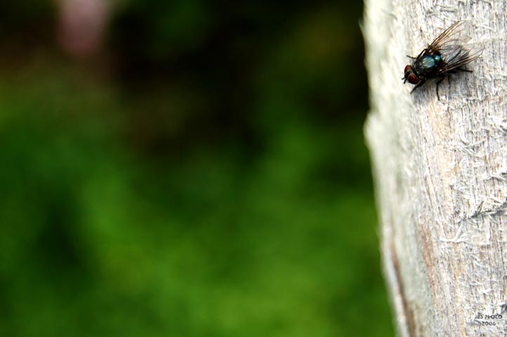 Fly 2