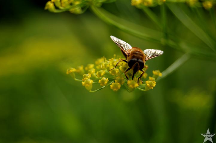 Nectar Gatherer