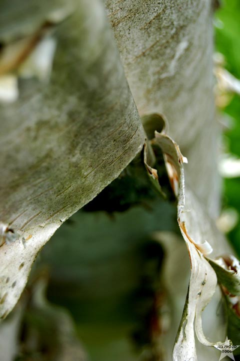 Birchbark 3