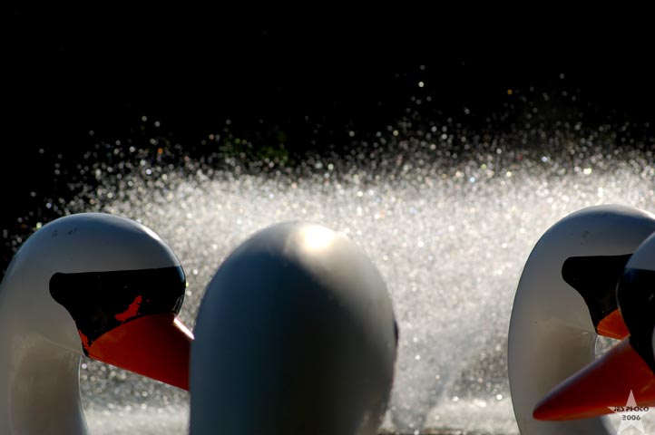 Swan Boats 1