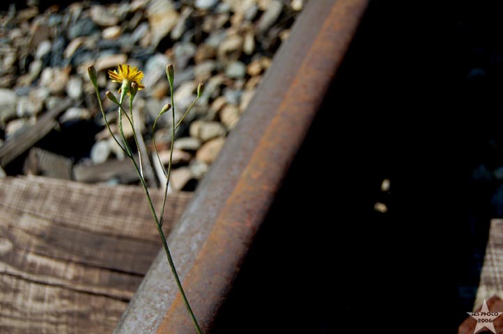 Flower/ Seashore Trolley Museum 5