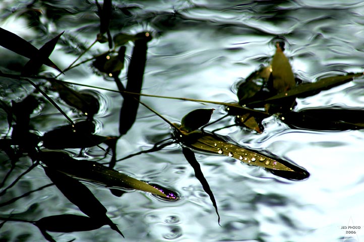 Branch