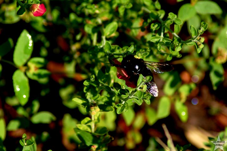 Bee
