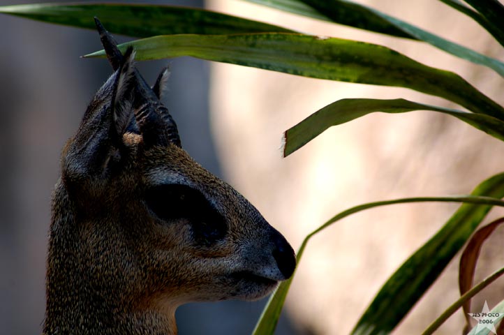 African Deer 1