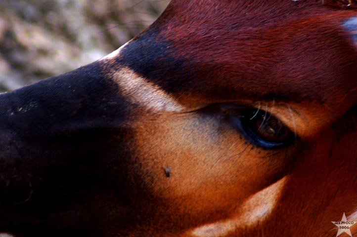 African Deer 2