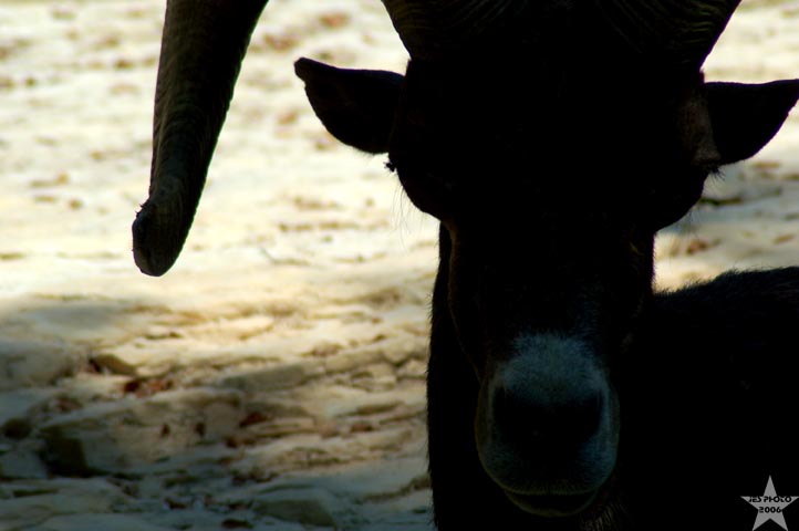 African Ram