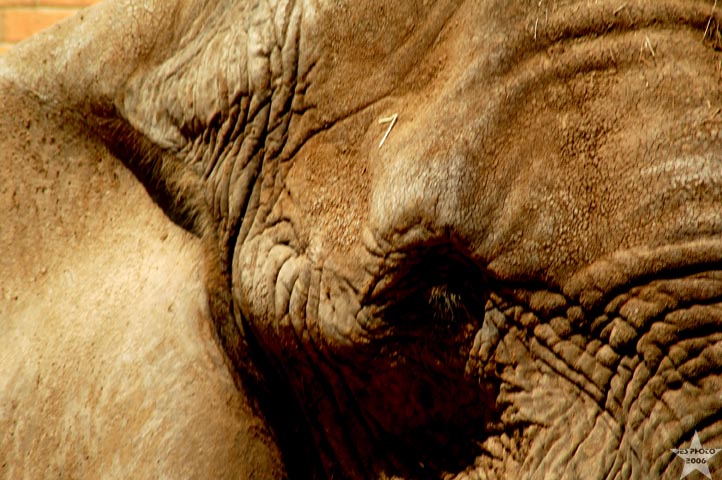 African Elephant 2