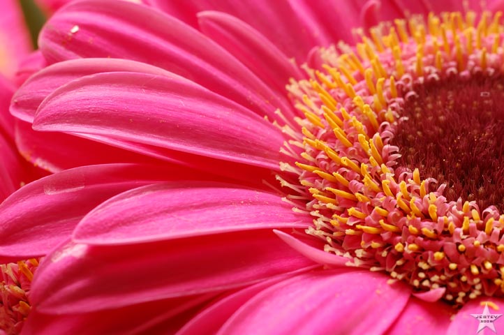 Pink Petals