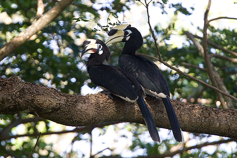 Wrinkled Hornbill