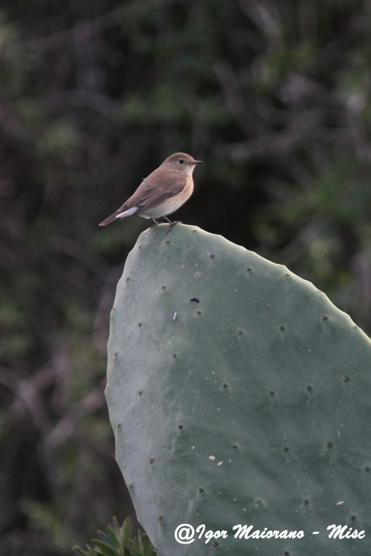 Pigliamosche pettirosso (Ficedula parva - Red-breasted Flycatcher)